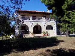 Pine tree house