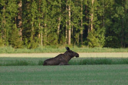 Auftanken in der Natur von Schweden