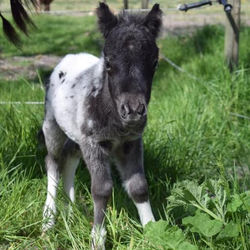 B&B Hoeve Dijkstal logeren op de boerderij