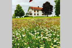 Idyllisk gård med stor plass