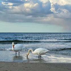 Kleine FeWo in Heringsdorf auf der Insel Usedom