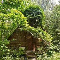 Domek w lesie