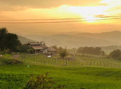 Fattoria Branciana