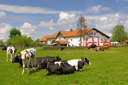 Auberge du Peu-Péquignot