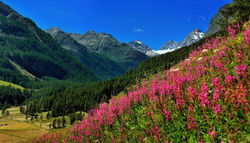 Appartamenti Edelweiss