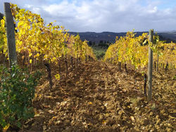 LA QUIETE TRA LE VIGNE