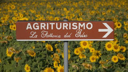 La Fattoria del Gelso