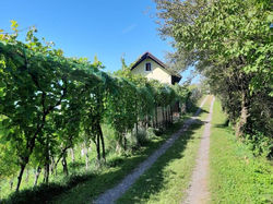 Adorable guesthouse in the middle of vineyards
