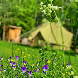 Glamping Höga Kusten