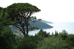 Myrtos View